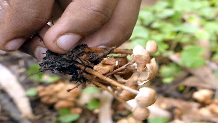 Dindigul crime Narcotic mushrooms sale Continued in Kodaikanal - TNN கொடைக்கானலில் தொடரும் போதை காளான் விற்பனை -  காவல்துறை கண்டுகொள்ளுமா?