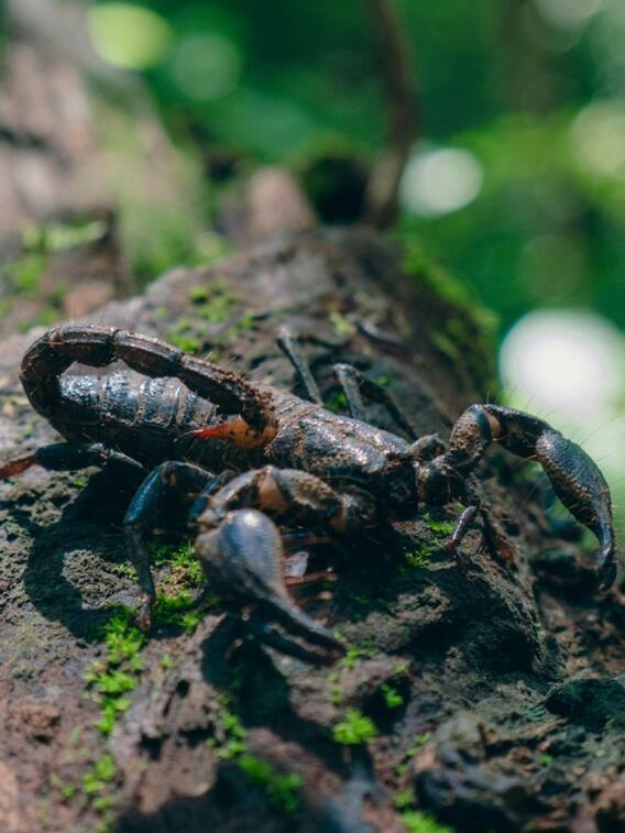 सांप और बिच्छू के जहर में क्या होता है अंतर?