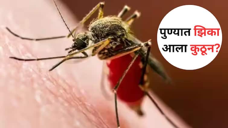 Pune Zika Virus  Third patient found in Mundhwa beware of mosquitoes Where did  Zika virus come from Marathi News Zika Virus:  पुण्याला धडकी भरवणारा झिका व्हायरस कुठून आला ? मुंढव्यात सापडला तिसरा रुग्ण, पुणेकारांनो डासांपासून सावध राहा