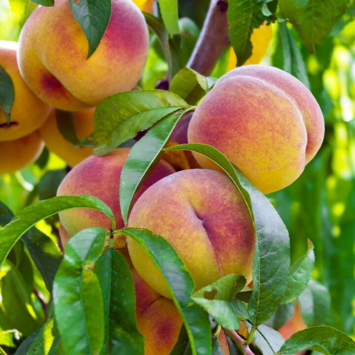 Peaches are very low in calories. Which can be helpful in reducing your weight. Its regular consumption can help you lose weight. Consuming it gives energy to your body.