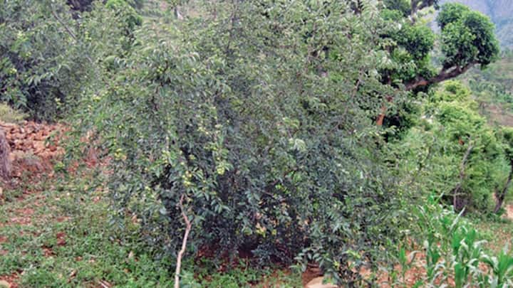 बता दें कि बोधिचित्त अथवा बोधि के पेड़ नेपाल के साथ-साथ एशिया के तमाम देशों में पाए जाते हैं. हालांकि, नेपाल के कावरेपालनचोक में पाया जाने वाला बोधिचित्त वृक्ष सबसे बेस्ट क्वालिटी का माना जाता है. इनकी कीमत भी और इलाकों में मिलने वाले पेड़ों के मुकाबले तीन से चार गुना ज्यादा होती है.