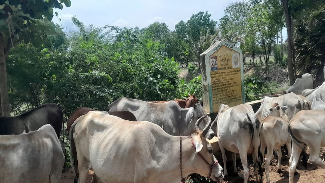 தண்ணீர் தொட்டி தேடி வந்தோமோ! தாகம் தீர திருப்தி அடைஞ்சோமே: மேய்ச்சலுக்கு சென்ற மாடுகள் ஆசுவாசம்