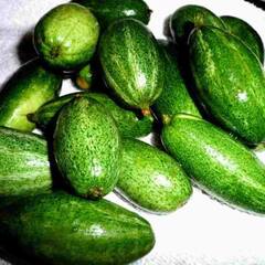 Parval Vegetable : ਚਮੜੀ ਦੀ ਸਮੱਸਿਆ ਤੋਂ ਹੋ ਪ੍ਰੇਸ਼ਾਨ ਤਾਂ ਆਹ ਸਬਜ਼ੀ ਤੁਹਾਡੇ ਲਈ ਹੋਵੇਗੀ ਫਾਇਦੇਮੰਦ