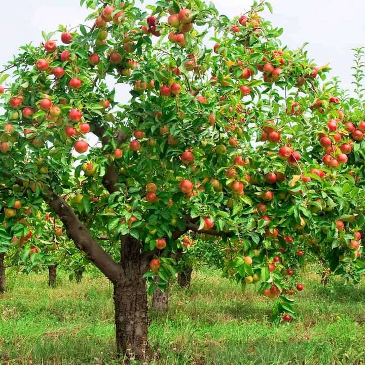 Consuming peach helps in controlling cholesterol and related problems. The beta carotene found in it reduces the level of cholesterol in the blood.