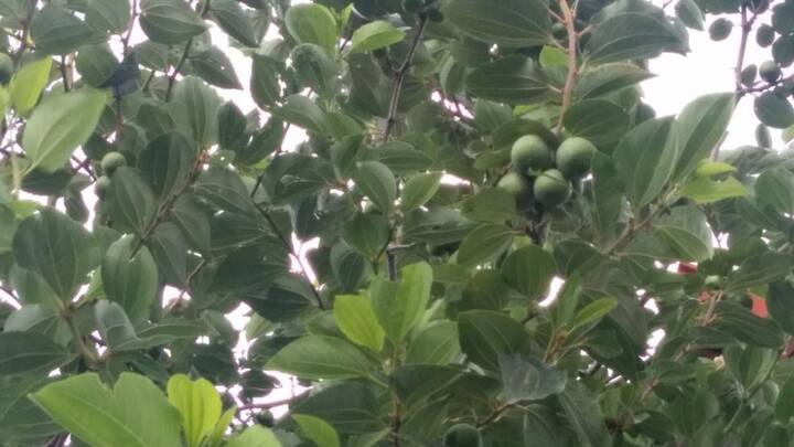 बोधिचित्त पेड़ का नाम संस्कृत के दो शब्दों 'बोधि' और 'चित्त' से मिलकर बना है. बोधि यानी ज्ञान और चित्त यानी आत्मा होता है. बौद्ध धर्म में बोधिचित्त पेड़ का बहुत महत्व है. तमाम लोग इस पेड़ को सीधे गौतम बुद्ध से जोड़कर देखते हैं.