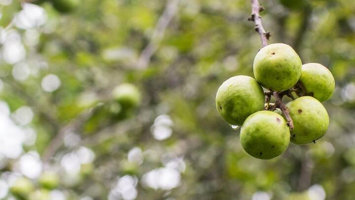 बोधिचित्त का पेड़ इतना खास और महंगा इस पेड़ के बीज की वजह से है, जिसका इस्तेमाल बौद्ध प्रार्थना की माला बनाने में किया जाता है. रिपोर्ट्स के मुताबिक, एक पेड़ से प्राप्त बीज एक सीजन में 90 लाख रुपये तक बिकता है.