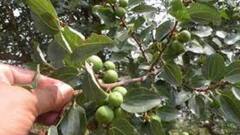 Expensive Fruit: इस पौधे का फल सोने से भी महंगा, इस जगह होता है इस्तेमाल