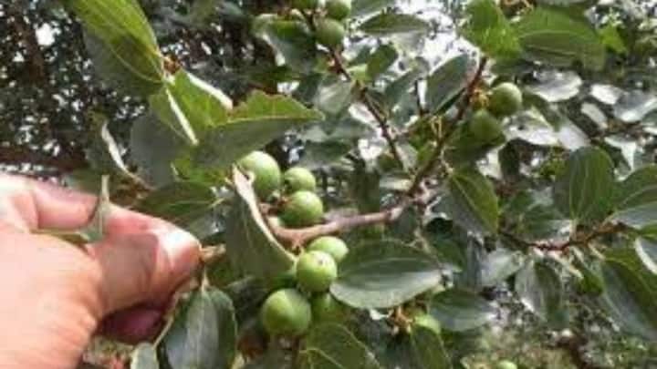 आज हम आपको एक ऐसे पेड़ के बारे में बताएंगे, जिसका दाम सोने से भी महंगा है. दरअसल इस पौधे का बीज एक खास काम में इस्तेमाल होता है, जिसके चलते इसका दाम काफी ज्यादा है. आप हम आपको जिस पेड़ के बारे में बता रहे हैं, वह नेपाल का बोधिचित्त पेड़ है. इस पेड़ को 'सोने की खान' कहा जाता है.