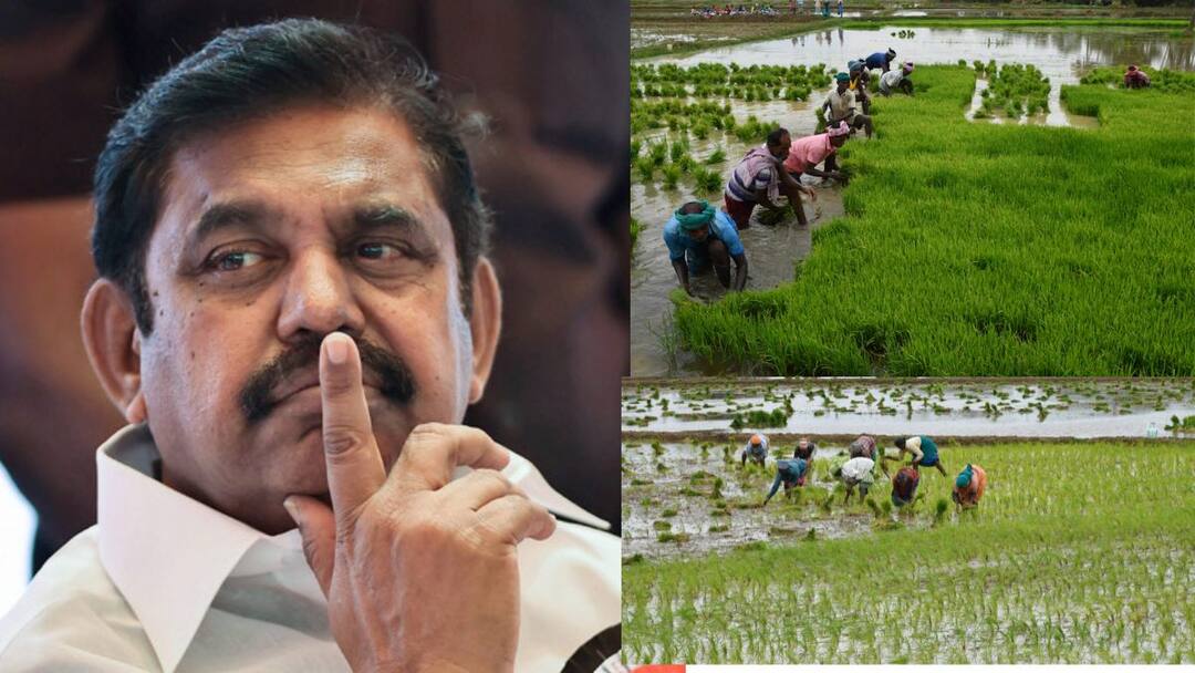 வறட்சி பாதிப்பு; குறுவை விவசாயிகளுக்கு வாழ்வாதார நிவாரணம் வழங்க வேண்டும்: எடப்பாடி பழனிசாமி Edappadi Palaniswami demands Government to give Relief for kuruvai Sagupadi Rabi crop வறட்சி பாதிப்பு; குறுவை விவசாயிகளுக்கு வாழ்வாதார நிவாரணம் வழங்க வேண்டும்: எடப்பாடி பழனிசாமி