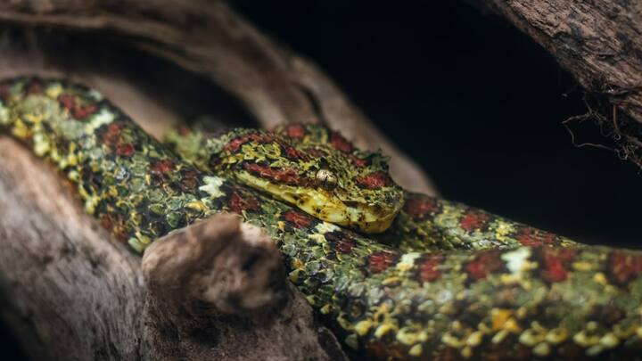 जानकारी के मुताबिक कुछ शिकारी भी इस आइलैंड पर जाकर अवैध रूप से सांपों को पकड़ते हैं और उन्हें बेच देते हैं. यहां मिलने वाले गोल्डेन लांसहेड वाइपर की कीमत अंतरराष्ट्रीय बाजार में 18 लाख रुपये है. इन सांपों के जहर का इस्तेमाल किया जाता है.