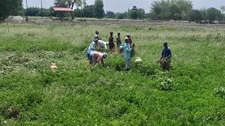 Thanjavur news Female workers harvesting groundnuts sing a song - TNN நாங்க கடலை செடி பறிக்கையிலே... பாட்டுப்பாடி நிலக்கடலை அறுவடைப்பணி மேற்கொள்ளும் பெண் தொழிலாளர்கள்
