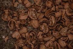Walnuts : வால்நட்ஸ் யாரெல்லாம் சாப்பிட கூடாது? ஏன் சாப்பிட கூடாது?