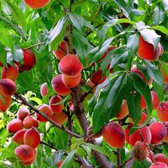 Peach Benefits: ਭਾਰ ਘਟਾਉਣ 'ਚ ਮਦਦਗਾਰ ਆੜੂ, ਗਰਮੀਆਂ 'ਚ ਇਮਿਊਨਿਟੀ ਵੀ ਕਰਦਾ ਮਜ਼ਬੂਤ