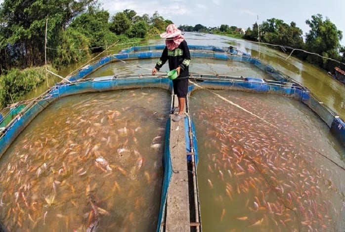 Subsidy On Fish Farming Pradhan Mantri Matsya Sampada Yojana Subsidy: માછલી ઉત્પાદન પર કેટલી સબસિડી આપે છે કેન્દ્ર સરકાર?