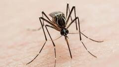 घर में नहीं आएगा एक भी डेंगू का मच्छर, बस फॉलो करें ये टिप्स