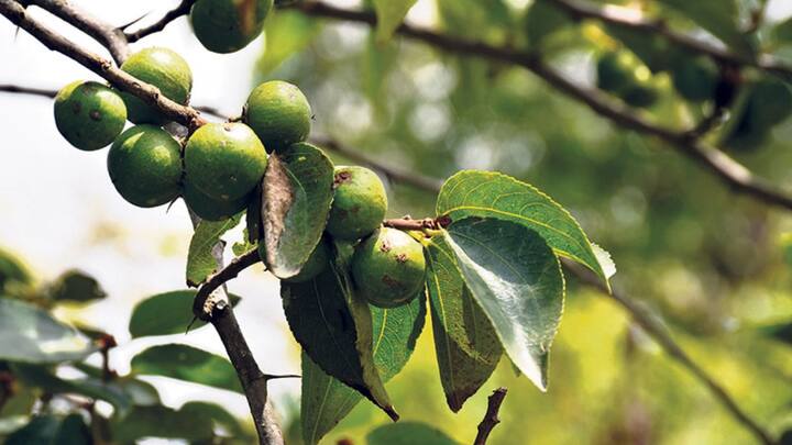 नेपाल के स्थानीय लोग इस पेड़ को फेरेंगबा कहते हैं. तिब्बत में इसे तेनुवा और चीन में शू झू के नाम से जाना जाता है, लेकिन हर जगह इसका महत्व उतना ही है.