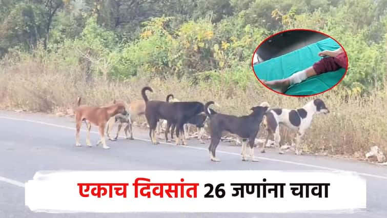 A hoard of stray dogs in palghar; 26 people bitten in a single day in Boisar, system slow due to lack of funds भटक्या कुत्र्यांचा हैदोस; बोईसरमध्ये एकाच दिवसात 26 जणांना चावला, निधीअभावी यंत्रणा सुस्त