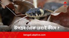 বর্ষায় বাড়ে সাপের উপদ্রব, হেঁশেলের পাঁচ উপাদানই সুরক্ষিত রাখবে আপনাকে