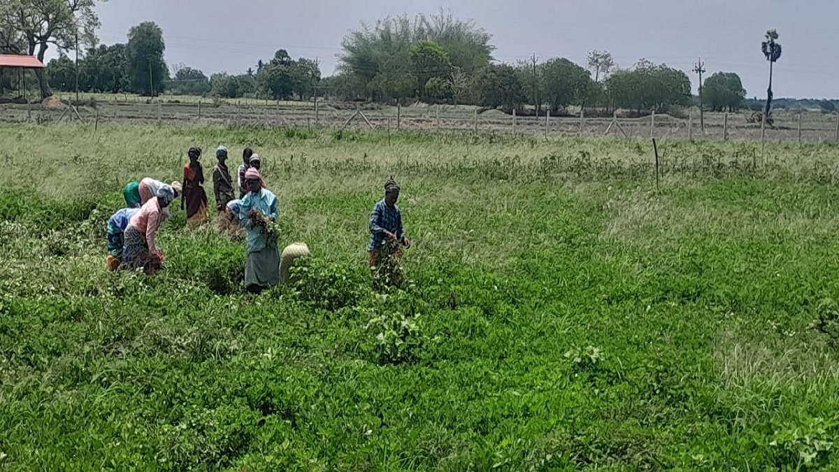 நாங்க கடலை செடி பறிக்கையிலே... பாட்டுப்பாடி நிலக்கடலை அறுவடைப்பணி மேற்கொள்ளும் பெண் தொழிலாளர்கள்