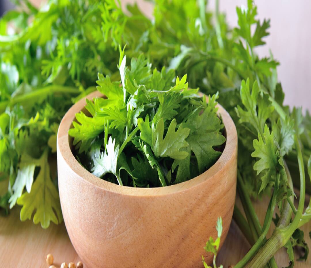 These five leaves control uric acid, just use it like this High Uric Acid : યુરિક એસિડને કંટ્રોલ કરે છે આ પાંચ પાન, બસ આ રીતે કરો ઉપયોગ