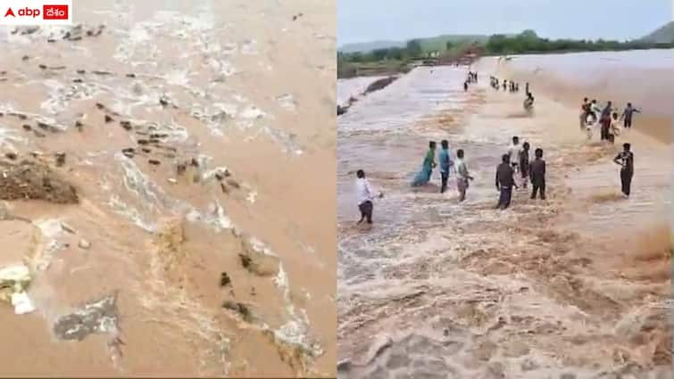 cattle washed away in floods in kumuram bheem asifabad district due to heavy rains Viral Video: వరదలో కొట్టుకుపోయిన పశువులు - చేపల కోసం ఎగబడ్డ జనం, కుమ్రం భీం ఆసిఫాబాద్ జిల్లాలో దృశ్యాలు