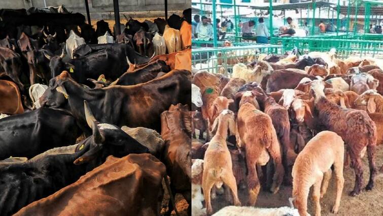 one of india biggest veterinary hospitals coming up in hyderabad latest update Hyderabad News: దేశంలోనే అతి పెద్ద వెటర్నరీ ఆస్పత్రి - త్వరలో హైదరాబాద్‌లో ఎక్కడంటే?