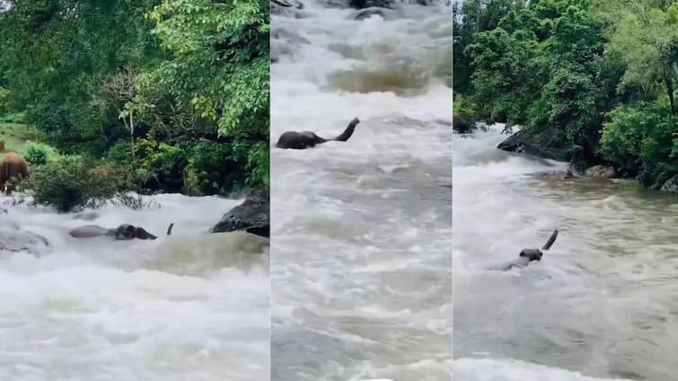 wild elephant struggling to cross the river after being swept away by the river in Dharmagiri area of ​​Kudalur, Nilgiris district Elephant: கூடலூரில் காட்டாற்று வெள்ளத்தில் அடித்துச் செல்லப்பட்ட யானைக்குட்டி - தத்தளித்த வீடியோ