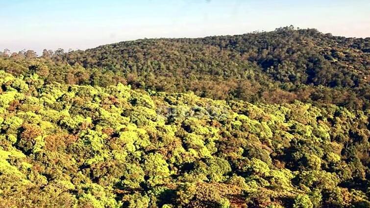 What is happening in Kodaikanal Banned Madiketan Oasis Mystery Forest know full details மர்மங்கள் நிறைந்த மதிகெட்டான் சோலை! திகில் காட்டின் உள்ளே நடப்பது என்ன?