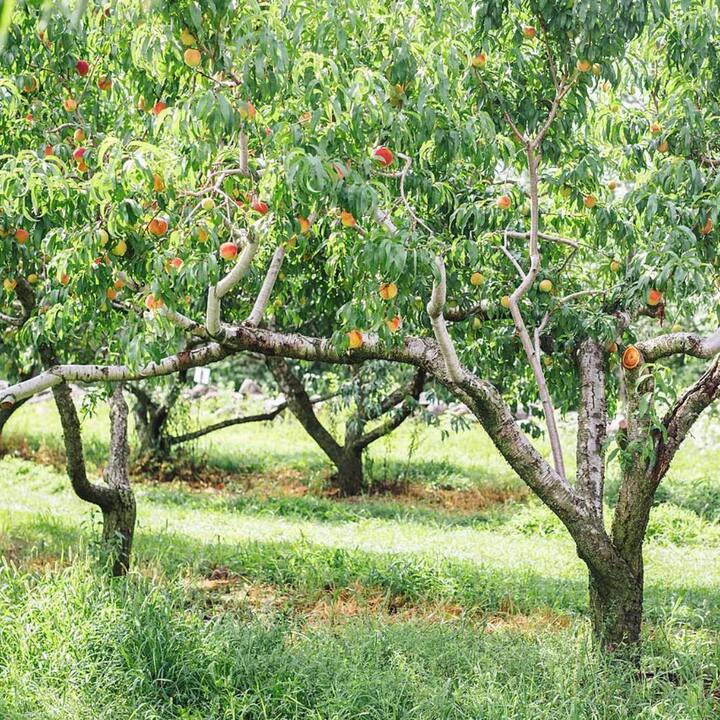 Peach removes toxins from the liver. Drinking juice of fresh peach leaves kills stomach worms.