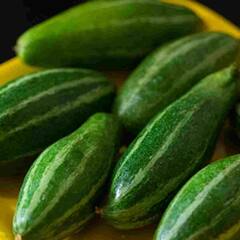 Parval Vegetable : ਚਮੜੀ ਦੀ ਸਮੱਸਿਆ ਤੋਂ ਹੋ ਪ੍ਰੇਸ਼ਾਨ ਤਾਂ ਆਹ ਸਬਜ਼ੀ ਤੁਹਾਡੇ ਲਈ ਹੋਵੇਗੀ ਫਾਇਦੇਮੰਦ