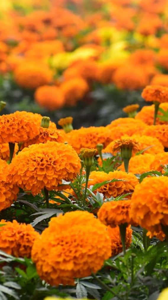 ਘਰ 'ਚ ਕਿਵੇਂ ਕਰ ਸਕਦੇ ਗੇਂਦੇ ਦੀ ਖੇਤੀ?