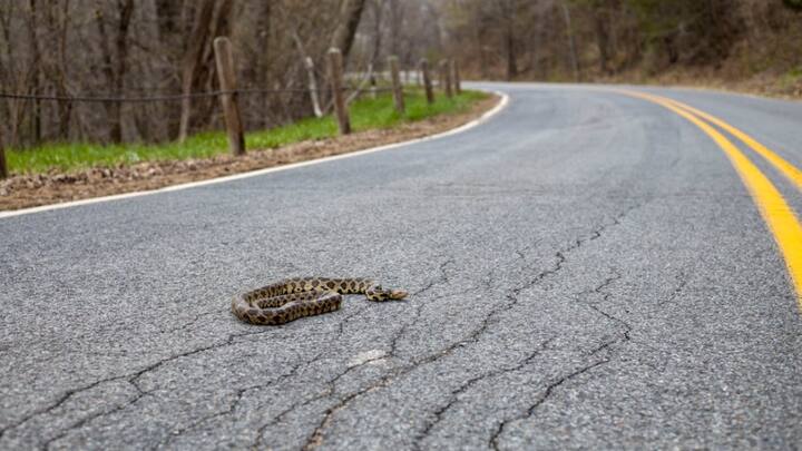 जानकारी के मुताबिक इस आइलैंड पर अलग-अलग प्रजाति के 4000 से भी ज्यादा सांप हैं. ब्राजीलियन नेवी ने आम इंसानों को इस जगह पर जाना प्रतिबंधित कर रखा है. स्नेक आइलैंड पर केवल सांप से जुड़े विशेषज्ञों को ही शोध के लिए जाने की अनुमति है. हालांकि वो भी अक्सर केवल तटीय इलाके में ही शोध करके लौट आते हैं.