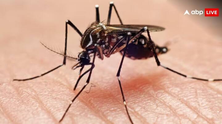 Mosquito Safety Tips: बारिश का मौसम आते ही घरों में आने लगते हैं मच्छर. जिससे फैलने लगती है डेंगू और मलेरिया जैसी खतरनाक बीमारियां. इन घरेलू उपाय को अपना कर घर से दूर रख सकते हैं मच्छरों को.