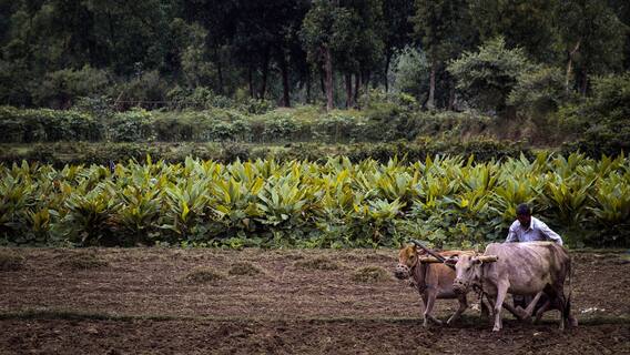 इस राज्य में सरकार किसानों को देगी इतने हजार का बोनस, जान लें इस राज्य में सरकार किसानों को देगी इतने हजार का बोनस, जान लें