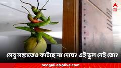 লেবু-লঙ্কা ব্যবহার করেও কাটছে ভাগ্য দোষ? ভুল নিয়মে রাখলেই বাড়ে বিপদ