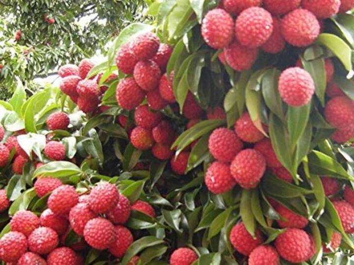 Litchi peels are very helpful in removing the blackness of the face as well as neck, elbows and knees. For this, you have to take litchi peel powder, add half a teaspoon of baking soda, half a teaspoon of clove oil, a pinch of turmeric and a little curd. Mix all these things and prepare a paste. Apply it on the neck and leave it for 10 minutes, then wash it with clean water. Do this three to four times a week.