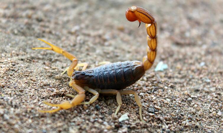 How much poison is there in a scorpion how dangerous is a snake बिच्छू में कितना जहर होता है, सांप से होता है इतना खतरनाक