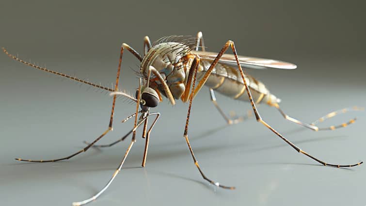Dengue can also arrive with the monsoon, 400 million people are affected every year