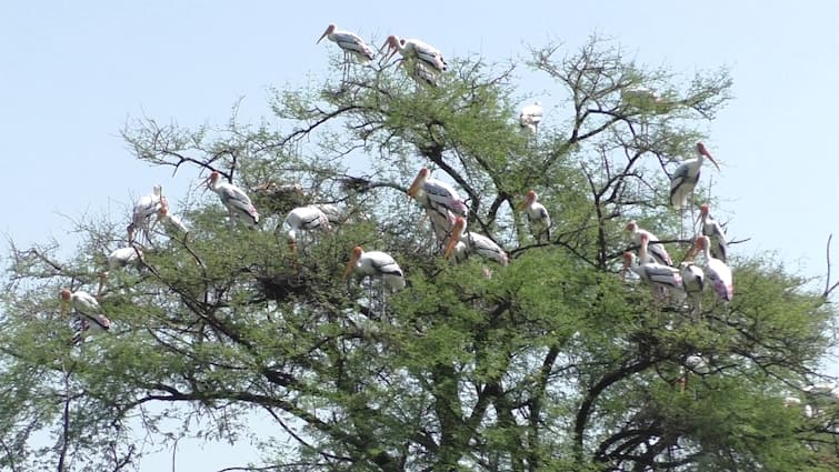 Bharatpur Heavy Rain Migratory Birds reach in Keoladeo National Park for Breeding ANN विदेशी परिंदों की चहचहाहट से गुलजार हुआ 'पक्षियों का स्वर्ग', केवलादेव नेशनल पार्क में पहुंचीं ये प्रजातियां