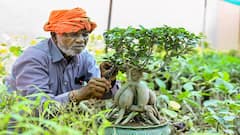 વરસાદનું પાણી છોડ માટે ફાયદાકારક કે નુકસાનકારક, જાણી લો જવાબ