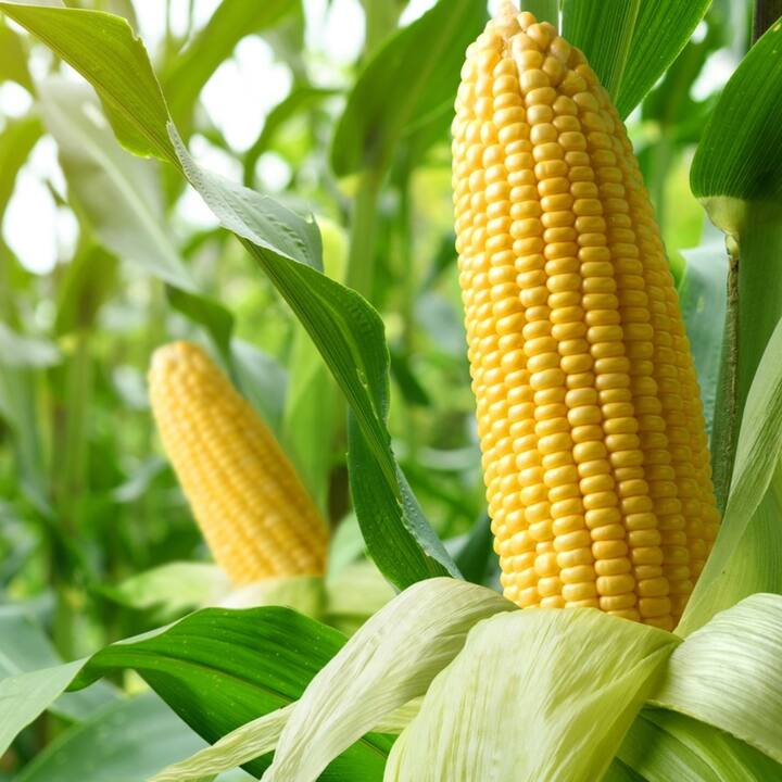 People who often have stomach or digestive problems should definitely eat corn fibers. Because these fibers contain a lot of fiber. Due to which the digestive system remains good.