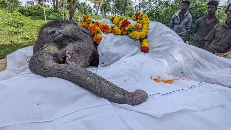 Theppakadu baby elephant died after being separated from its mother Elephant Died: தாயைப் பிரிந்த குட்டி யானை உயிரிழந்தது: சோகத்தில் மூழ்கிய தெப்பக்காடு: நடந்தது என்ன?