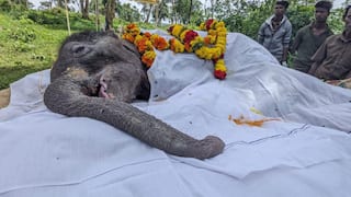 Elephant Died: தாயைப் பிரிந்த குட்டி யானை உயிரிழந்தது: சோகத்தில் மூழ்கிய தெப்பக்காடு: நடந்தது என்ன?