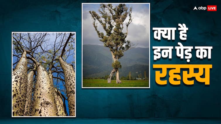 दुनिया के बेहद अजीब पेड़, कोई अपनी जगह से खिसक जाता, तो किसी पेड़ के फल बम की तरफ फटते Very strange trees of the world if someone slipped from their place then the fruits of some tree would explode towards the bomb Walking Tree दुनिया के बेहद अजीब पेड़, कोई अपनी जगह से खिसक जाता, तो किसी पेड़ के फल बम की तरफ फटते
