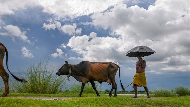 MP Weather Update Today 29 June IMD Rain Alert Eastern MP receives 44 less than normal rainfall ann पूर्वी मध्य प्रदेश में जून में सूखे जैसी रही स्थिति, 44 फीसदी कम बारिश, पश्चिम के कुछ ऐसे रहे हालात