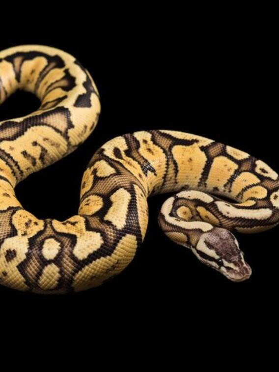 क्या अजगर में जहर होता है?