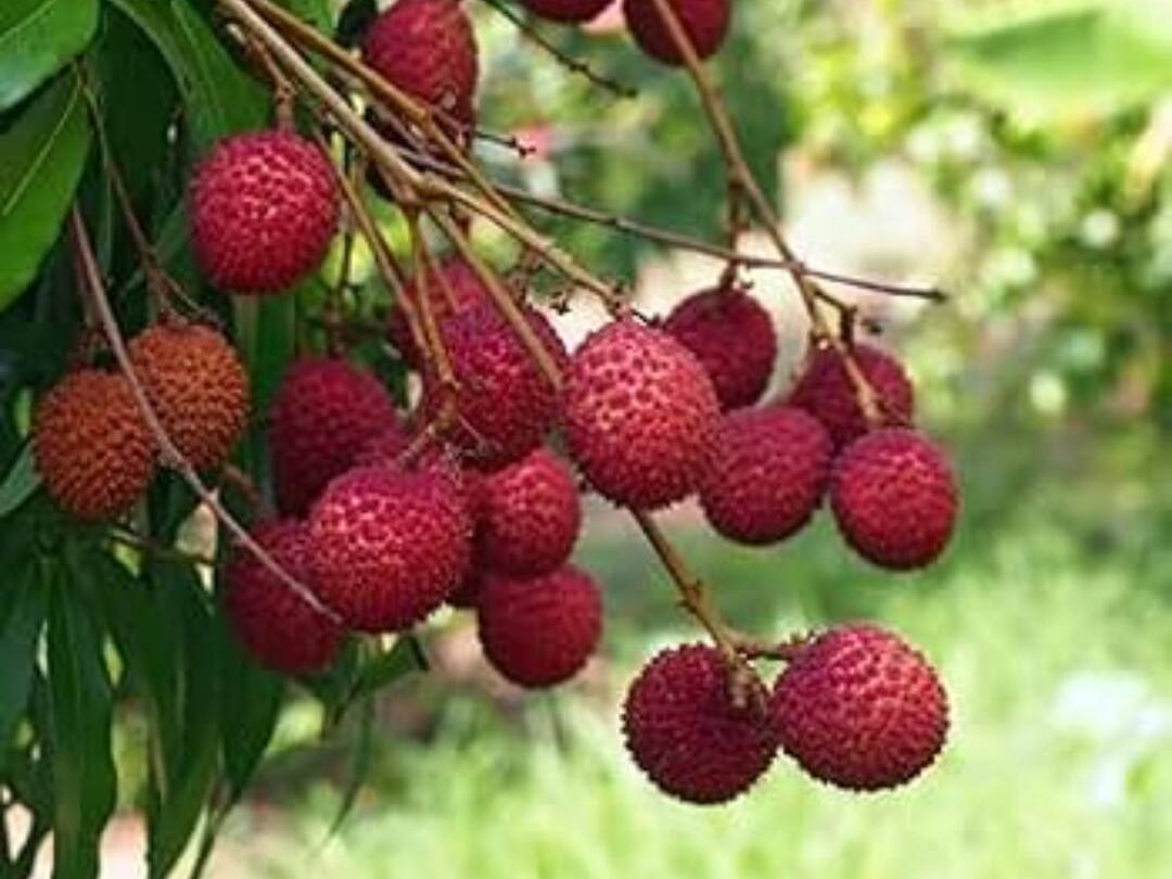This fruit instantly boosts immunity more useful in summer season Immunity boosts fruit- ਲੀਚੀ ਪ੍ਰਜ਼ਾਤੀ ਦਾ ਇਹ ਨਵਾਂ ਫ਼ਲ ਇਮਿਊਨਿਟੀ ਨੂੰ ਇਕਦਮ ਕਰ ਦਿੰਦਾ ਹੈ ਬੂਸਟ