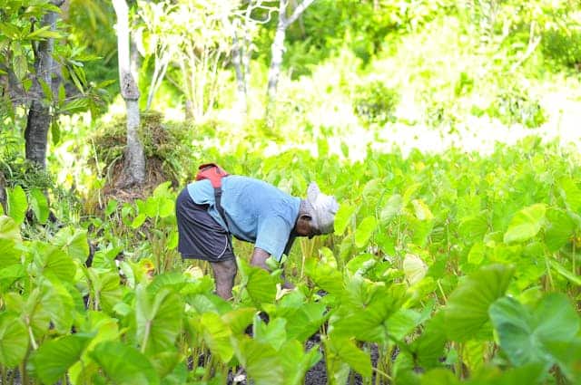 मुख्यमंत्री बलिराजा रियायत योजना में महाराष्ट्र के 44 लाख किसानों को मुफ्त बिजली उपलब्ध कराई जाएगी.