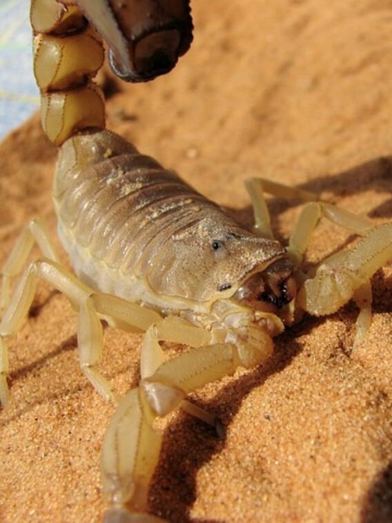 दुनिया का सबसे खतरनाक बिच्छू