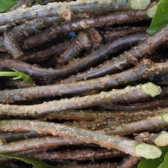 Giloy Benefits: ਚਿਹਰੇ ਦੀਆਂ ਪਰੇਸ਼ਾਨੀਆਂ ਨੇ ਤਾਂ ਗਲੋਅ ਦਾ ਇੰਝ ਕਰੋ ਸੇਵਨ, ਮੁਹਾਸੇ ਅਤੇ ਝੁਰੜੀਆਂ ਵੀ ਹੋਣਗੀਆਂ ਖ਼ਤਮ